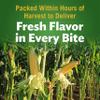 Del Monte Fresh Cut Cream Style Golden Sweet Corn 418g view 3