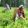 CLIPPER Organic Indian Chai Fairtrade 20bags (PACK OF 1) view 2