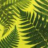 Caspari Set of 2 John Derian Ferns Set of 20 Paper Lunch Napkin, Green view 1
