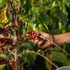 Blue Horse Kona Coffee Farm-Fresh: 100% Kona Coffee - Medium Roast - Arabica Whole Bean - 1 Lb Or 16 Oz Bag - Horse Blue 100% Kona Coffee From The Great Island Of Hawaii view 4