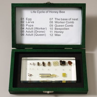 Ed Speldy East The Life of the Honey Bee (Apis cerana)