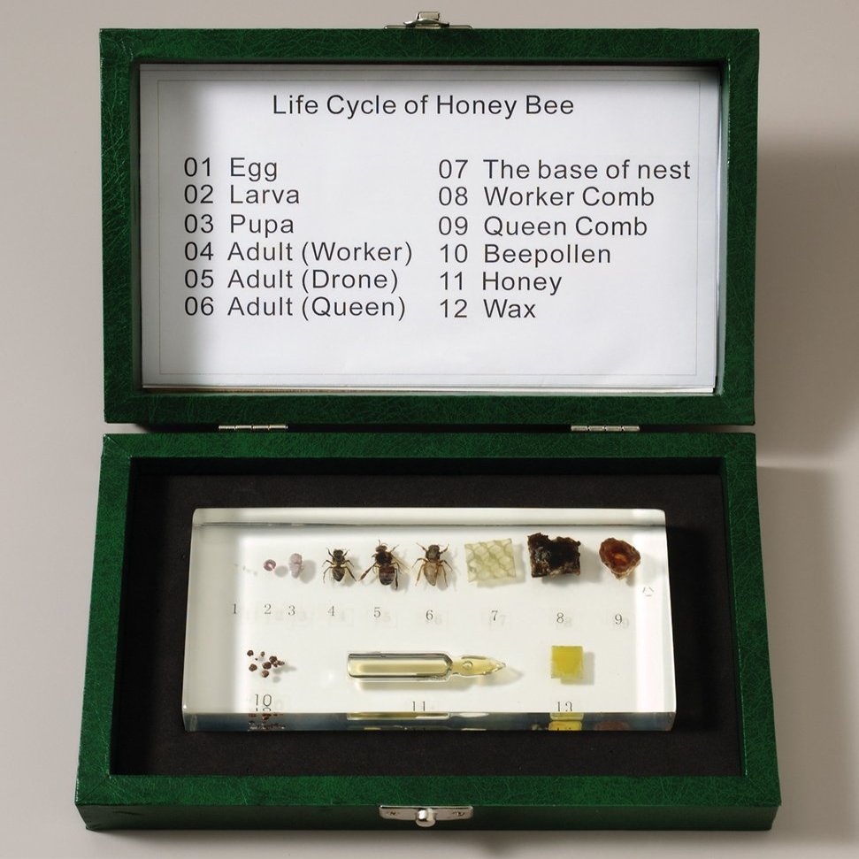 Ed Speldy East The Life of the Honey Bee (Apis cerana)