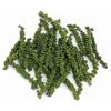 Fresh Thai Peppercorn (100g) view 1