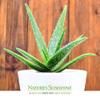 Aloe Vera Juice (946 ml) Certified IASC view 4