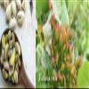 Wilderness Poets - Organic Raw Pistachio Butter - 8 oz. view 4