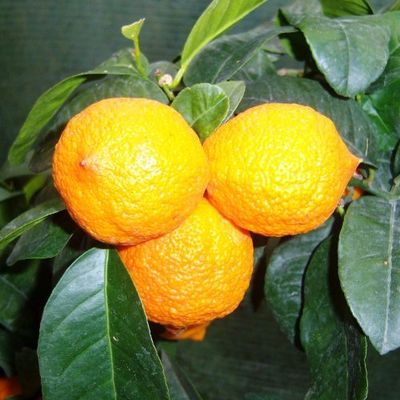 Citrus Lime 'Limetta'