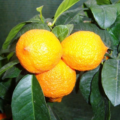 Citrus Lime 'Limetta'