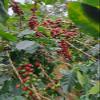 100% Organic Colombian Ground Coffee 250 g view 3