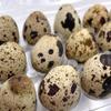 Fresh Quail Eggs, 1 x 18 Eggs view 2