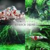 Benibachi Shrimp fulvic grain [50g] (Japan Import) view 2