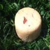 Raw Milk Cheese with Chilli pods Approx. 700 gr. Neuhaushof view 1