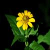 Jerusalem Artichoke Extract Powder 1 KG,  98% Cellulose view 2