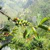 Redber Colombia Excelso Huila, Coffee Roasted to Order (Dark, Beans) (1kg) view 3