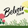 Belvoir Farm Sparkling Elderflower, 250ml (Pack of 12) view 4