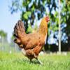 Hyfive Apple Cider Vinegar 5.5% with Mother for Poultry Natural & Unpasteurised 1L view 4