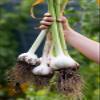 (3 PACK) - A Vogel - Herbamare | 250g | 3 PACK BUNDLE view 4