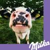 Chocolate Wafers | Milka | Choco Wafer Milk Chocolate 6 Waffles | Total Weight 180 Grams view 4