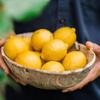 Luscombe Drinks | Sicilian Lemonade - organic | 24 x 270ml view 1
