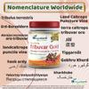 Tribuvar Gold Powder (Gokhru - Gokshura) view 3