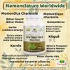 Bitter Gourd (Karela) Capsule view 3
