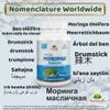 Moringa Oleifera (Drumstick) Capsule view 3