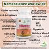 Ayushya Tribuvar Gold Capsule (Gokhru - Gokshura), 60 Capsules, Natural view 3