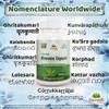 Aloe Vera Capsule view 4