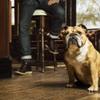 Bulldog Skincare for Men Original Aftershave Balm 3.3 fl.oz 100ml view 3