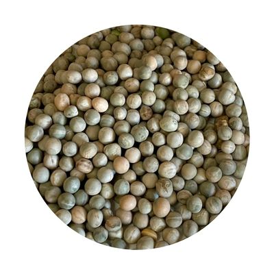 Sprouting Peas | Grow Your Own Fresh Pea Shoots for Salads, Stir-Fries & Garnish | 5kg in a 10L Bucket
