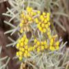 100% Pure Helichrysum - Pure Essential Oil - Everlasting 10ml with Anti-Tamper lid view 2
