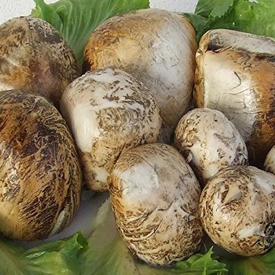 Chunks of Smoked Bufala 500 Gr. - Offer 3 Kg