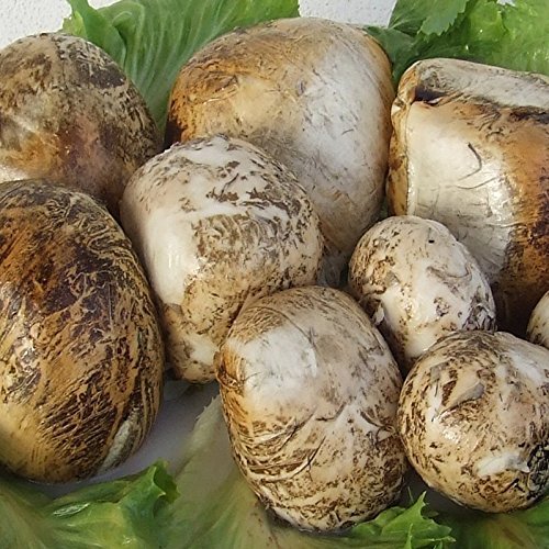 Chunks of Smoked Bufala 500 Gr. - Offer 3 Kg