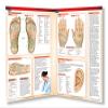 Reflexology Chart - Natural Health - Medical Quick Reference Guide by Permacharts view 3