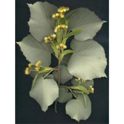 Herboplanet Msa Tilia Tomentosa Brotes Young 50ml 50ml