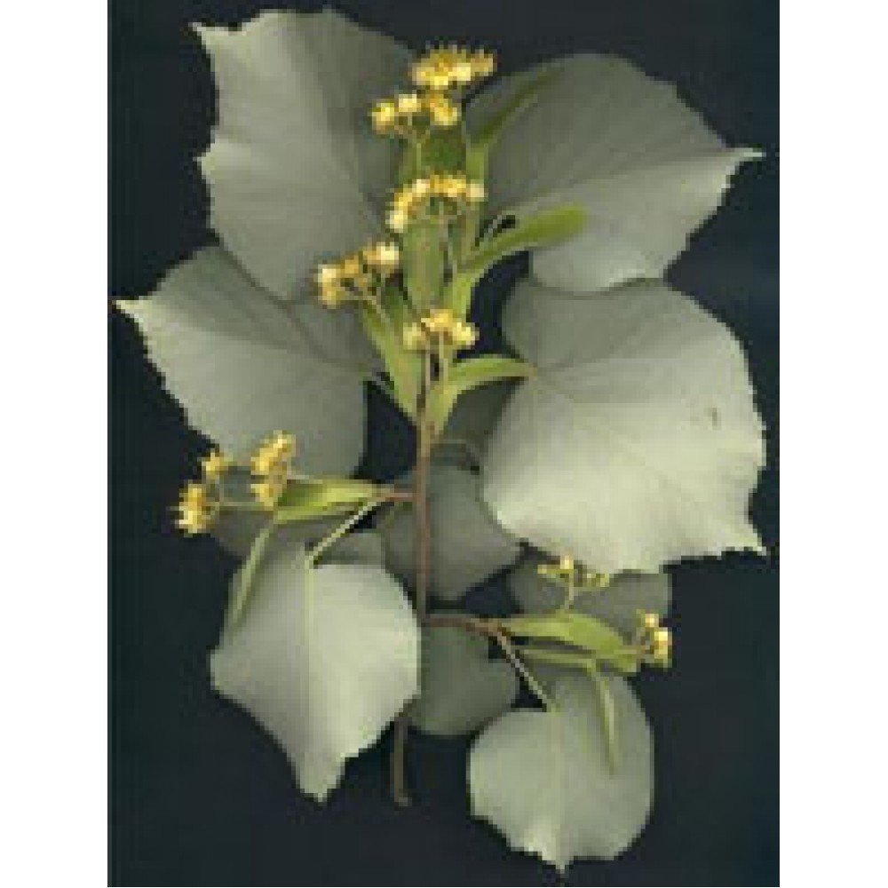 Herboplanet Msa Tilia Tomentosa Brotes Young 50ml 50ml