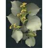 Herboplanet Msa Tilia Tomentosa Brotes Young 50ml 50ml view 1