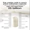 Genesis Bifidobacterium Complex BB Probiotic 14 Capsules of 240 mg view 3