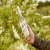 Belvoir Farm - Elderflower Cordial, Great Taste Award Winner, Natural Hand-Picked Elderflowers, Simple Ingredients, Traditional Family Recipe, Suitable for Vegetarians & Vegans 6x500ml Bottles view 4