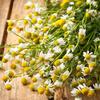 100% Pure & Organic Chamomile Floral Water | Pure Aromatherapy Mist Spray | Soothing & Calming | An excellent pure & natural floral water for sensitive skin | Can be used as a soothing mist & as a gentle toner | All natural, pure & organic | Easy spr view 3