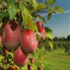 Apple Cider Vinegar with The Mother Raw | Unpasteurised Unfiltered Single Origin England - Ancient Purity 500ml view 4