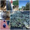 Spanish Cold Pressed Extra Virgin Olive Oil Casa del Agua Picual 2 Litres Bottle view 4