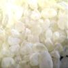 Chios Mastiha Tears Gum Greek 100% Natural Mastic Packs From Mastic Growers (50gr Medium Tears) view 3