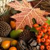 20 Napkins Autumn with Maple Leaf, Cones and Berrs. Paper Napkins Autumn Table Decoration Autumn Motif. Nature Motif, Autumn 33 x 33 cm view 1