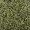 Gorilla Food Co. Pumpkin Seeds - 1.6kg (2 x 800g) | Raw | High Protein | Non-GMO | Grade AA view 4