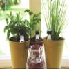 Haxnicks 3 x Water-Waiters | Easy To Use Self Watering Plant Watering | House Plant Greenhouse | Holiday Plant Care Irrigation | 3 Pack | WW010101 view 2