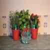 Haxnicks 3 x Water-Waiters | Easy To Use Self Watering Plant Watering | House Plant Greenhouse | Holiday Plant Care Irrigation | 3 Pack | WW010101 view 4