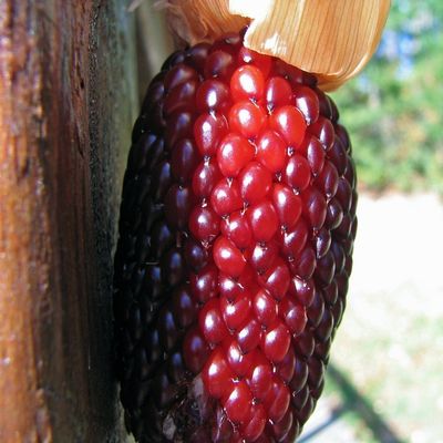 10 Original Pack, 10 Seeds/Pack, Corn Red Strawberry Popcorn Seeds, Evcellent for Popping for Popcorn, Fun for Kid