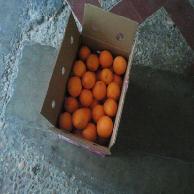 15 kg Oranges for Mesa