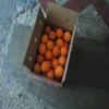 15 kg Oranges for Mesa view 1