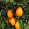 15 kg Oranges for Mesa view 3